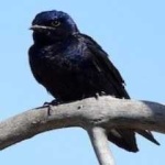 image of bird