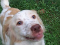 image of english_setter