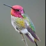 image of bird