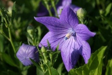 image of balloon_flower #23