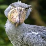 image of bird