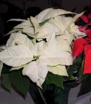 image of poinsettia #23