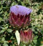 image of artichoke_flower #44