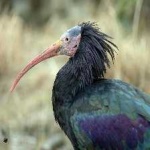 image of bird