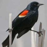 image of bird
