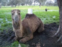 image of arabian_camel