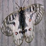 image of animal