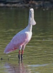 image of spoonbill