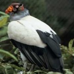 image of bird