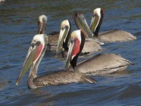 image of animal