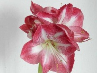 image of flower