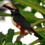 image of bird