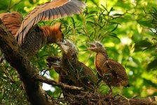 image of bittern