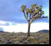 image of joshua_tree