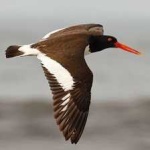 image of bird