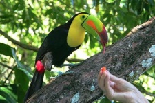 image of toucan