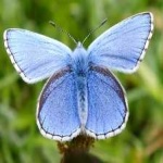 image of animal