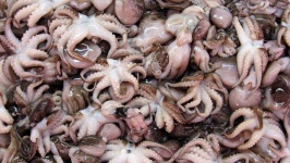 image of animal