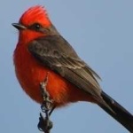 image of bird