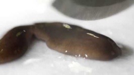 image of parasitic_flatworms