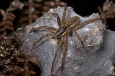 image of animal