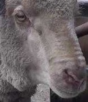 image of animal
