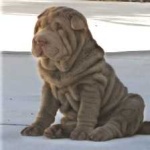 image of animal