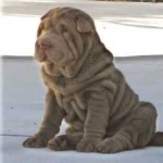 image of shar_pei #32