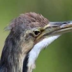 image of bird
