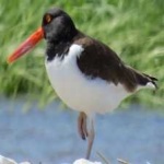 image of bird
