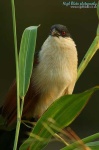 image of coucal #1