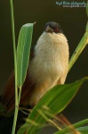 image of coucal