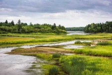 image of wetland