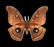 image of animal