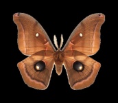 image of moth #14