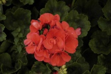 image of geranium #14