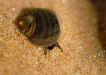 image of animal