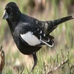 image of bird