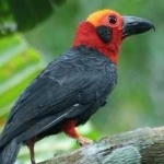 image of bird