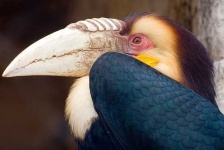 image of hornbill