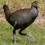 image of bird