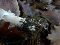 image of mushrooms