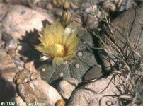 image of cactus