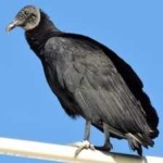 image of bird