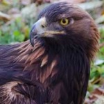 image of bird