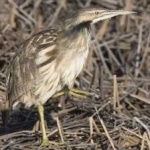 image of bird