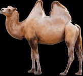 image of animal