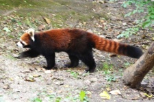 image of animal