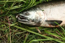 image of coho