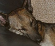 image of malinois